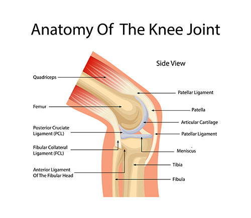 knee anotomy